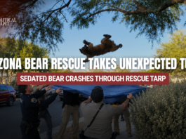 AI Generated Image Arizona wildlife rescue personnel hold a tarp beneath a falling bear after it drops from a tree during a suburban rescue operation.